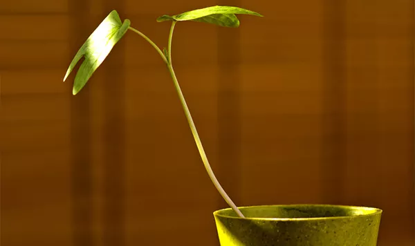 tropisk-plants-and-other-flowering-options-for-your-office